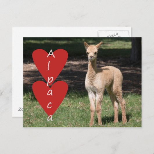 Baby alpaca love briefkaart (Voorkant / Achterkant)