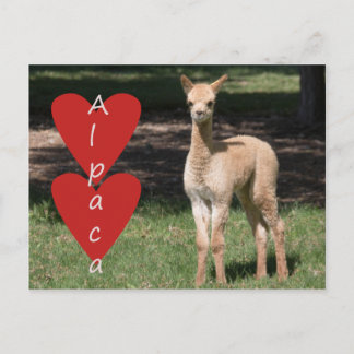 Baby alpaca love briefkaart