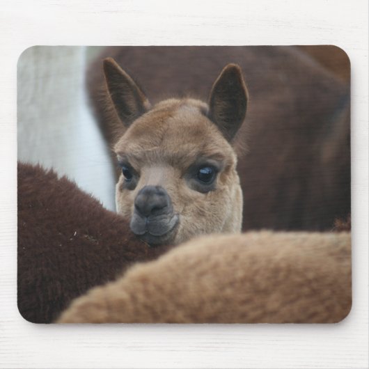 Baby Alpaca Muismat (Voorkant)