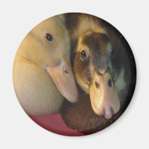 Baby Ancona Eenden Ducklings Animals Magneet