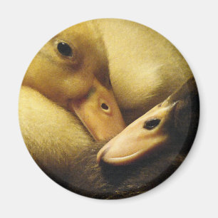Baby Ancona Eenden Ducklings Animals Magneet