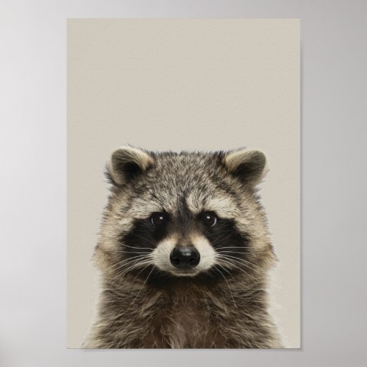 Baby Animals Neursery Poster - Racoon (Voorkant)