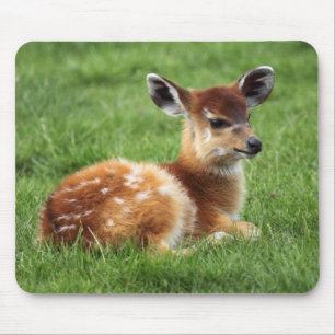 Baby Antelope Muismat