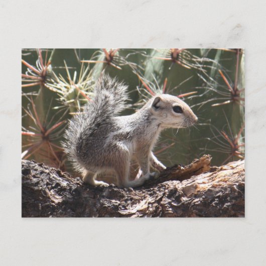 Baby Antelope Squirrel Briefkaart (Voorkant)