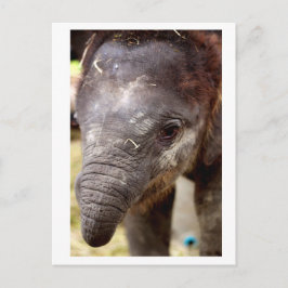Baby Asian Elephant_03 Briefkaart