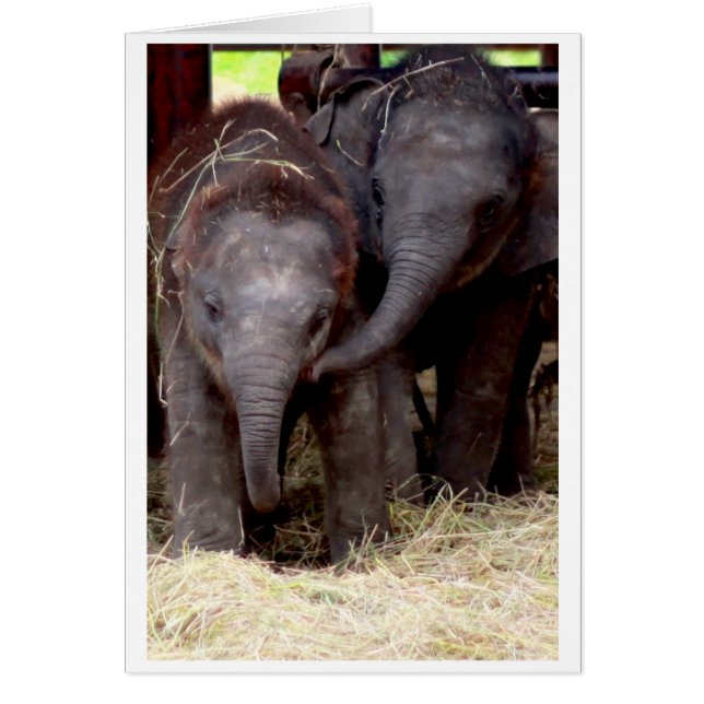 Baby Asian Elephant gift card - 03 (Voorkant)