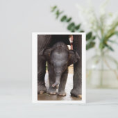 Baby Aziatische olifant Briefkaart (Staand voorkant)