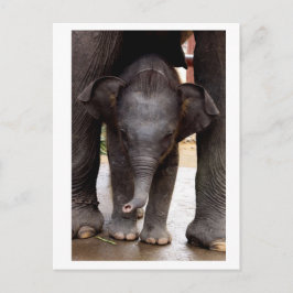 Baby Aziatische olifant Briefkaart
