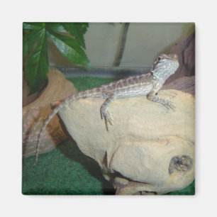 Baby Baardagaam Magneet
