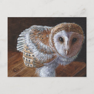 Baby Barn Owl Bird Briefkaart