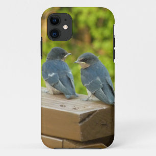 Baby Barn Swallows Natuur Fotografie iPhone 11 Hoesje