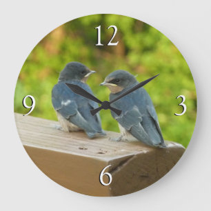 Baby Barn Swallows Natuur Fotografie Grote Klok