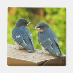 Baby Barn Swallows Natuur Fotografie Magneet