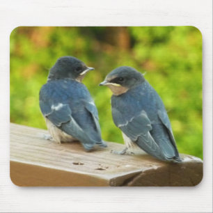 Baby Barn Swallows Natuur Fotografie Muismat