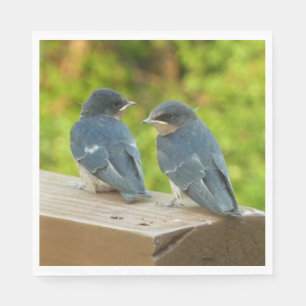 Baby Barn Swallows Natuur Fotografie Servet