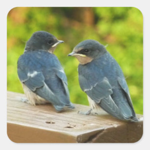 Baby Barn Swallows Natuur Fotografie Vierkante Sticker