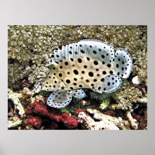 Baby Barramundi Poster (Voorkant)