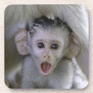 Baby baviaan onder zijn moeder onderzetter