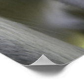 Baby baviaan onder zijn moeder poster (Hoek)