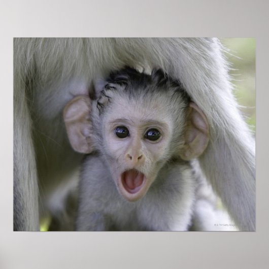 Baby baviaan onder zijn moeder poster (Voorkant)