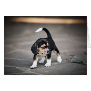 Baby Beagle Walking