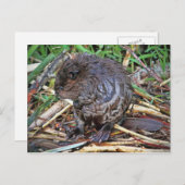 Baby Beaver-foto Briefkaart (Voorkant / Achterkant)