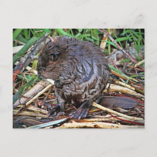 Baby Beaver-foto Briefkaart (Voorkant)