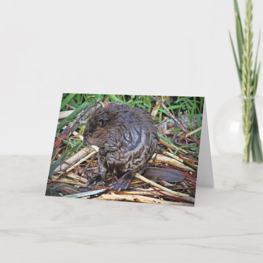 Baby Beaver-foto Kaart (Voorkant)