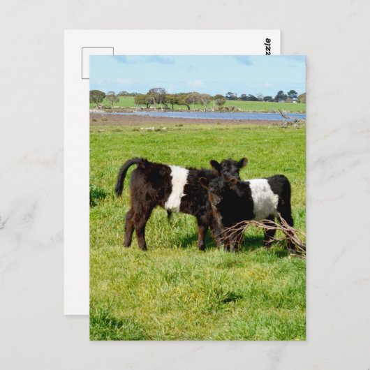 Baby Belted Galloway Calves, Briefkaart (Voorkant / Achterkant)
