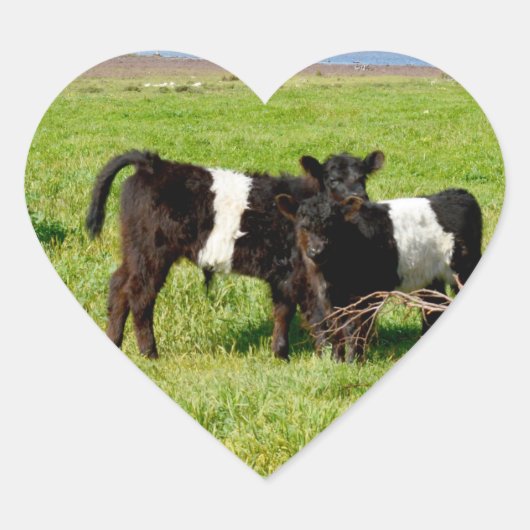 Baby Belted Galloway Koeien, hart Sticker (Voorkant)