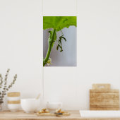 Baby bidsprinkhaankreeft poster (Keuken)