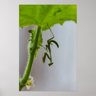 Baby bidsprinkhaankreeft poster