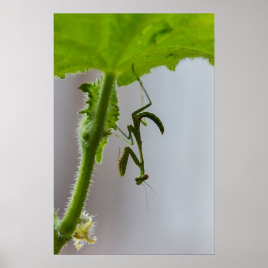 Baby bidsprinkhaankreeft poster (Voorkant)