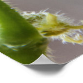 Baby bidsprinkhaankreeft poster (Hoek)