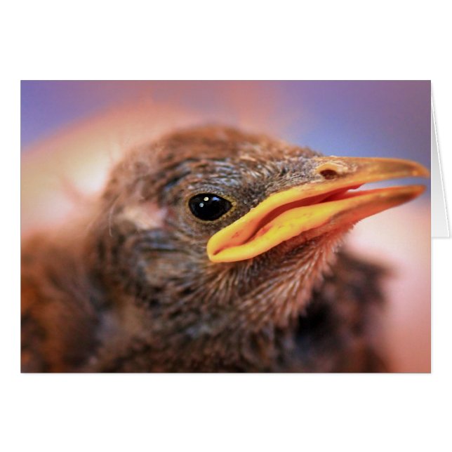 Baby Bird (Devant horizontal)