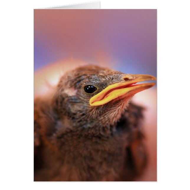 Baby Bird (Devant)