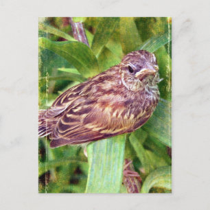 Baby Bird Briefkaart