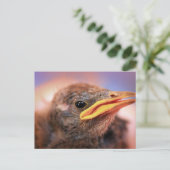 Baby Bird Briefkaart (Staand voorkant)