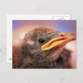 Baby Bird Briefkaart (Voorkant / Achterkant)