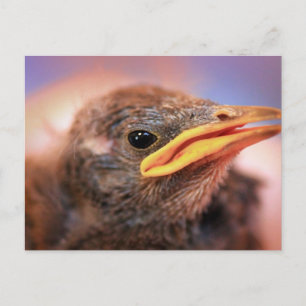 Baby Bird Briefkaart