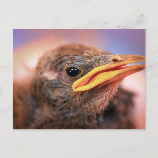 Baby Bird Briefkaart (Voorkant)