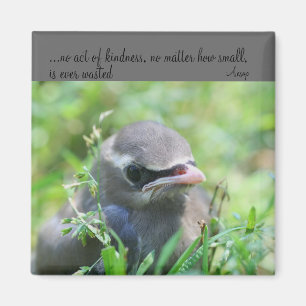 Baby Bird Kindness Quote Inspirerend Magnet Magneet