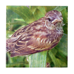 Baby Bird Tegeltje