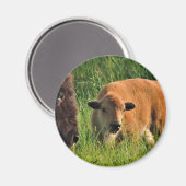 Baby Bison Magnet Magneet (Voorkant / Achterkant)