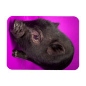 Baby Black Pig Magneet (Horizontaal)