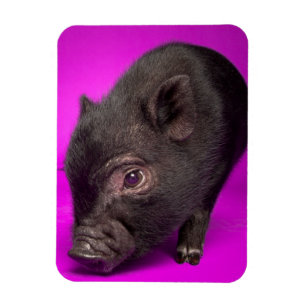 Baby Black Pig Magneet