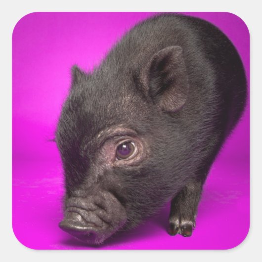 Baby Black Pig Vierkante Sticker (Voorkant)