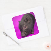 Baby Black Pig Vierkante Sticker (Envelop)
