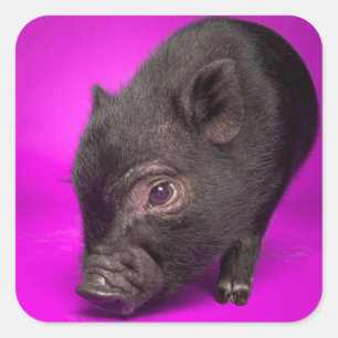 Baby Black Pig Vierkante Sticker