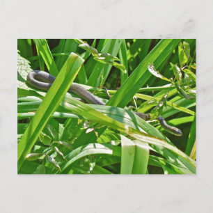 Baby Black Rat Snake - Elaphe obsoleta obsoleta Briefkaart